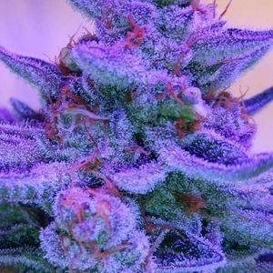 Meet your Posher, Micth